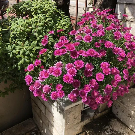 Flower House - Lapad