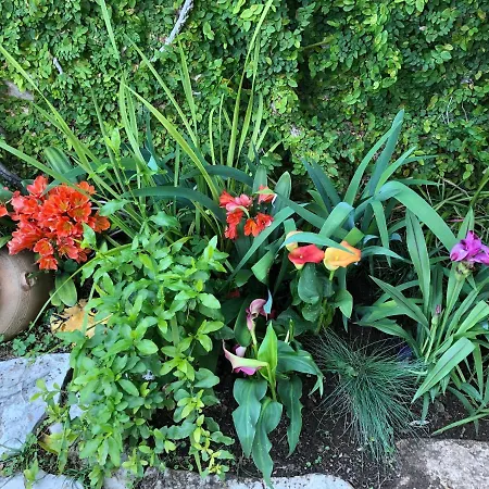 Flower House - Lapad בית הארחה דוברובניק