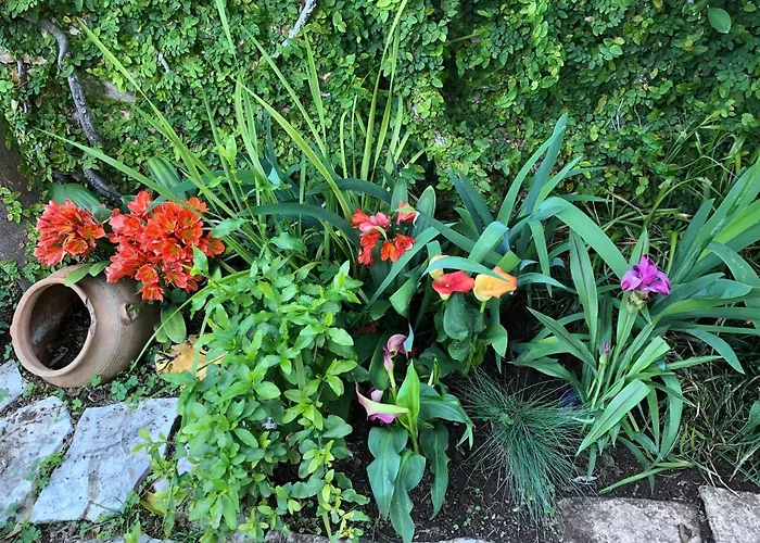 Flower House - Lapad 招待所 杜布罗夫尼克