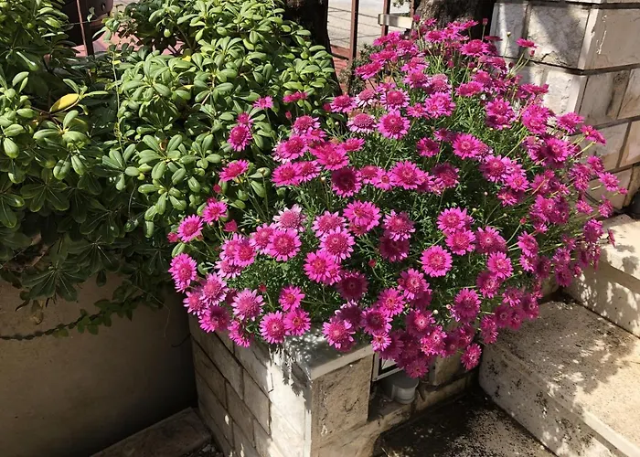 Flower House - Lapad