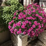 Flower House - Lapad